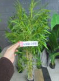 DION Plante artificielle verte en pot - 1.8m